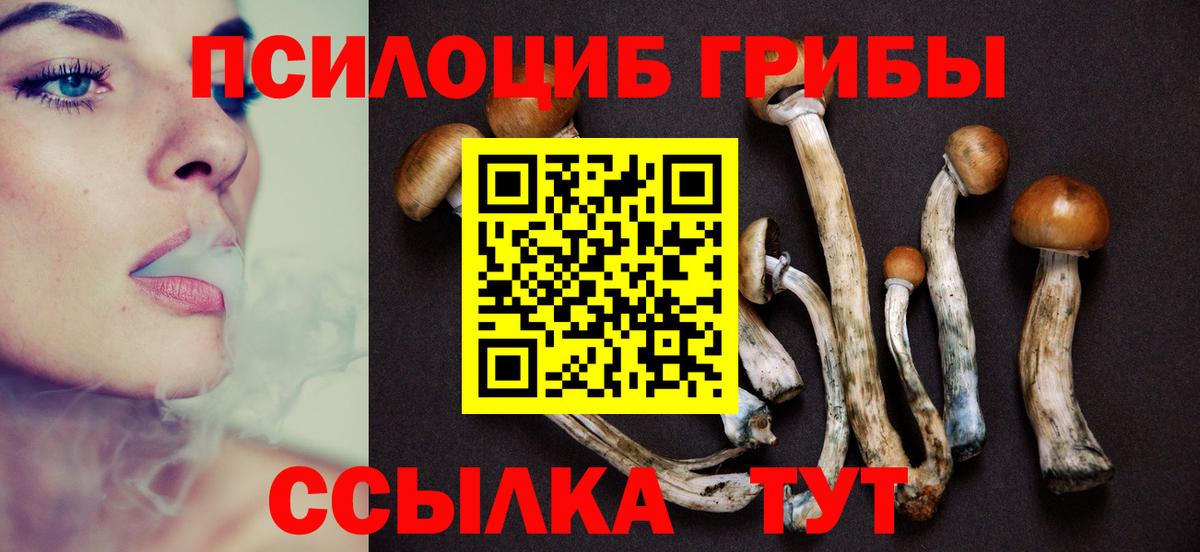 Псилоцибиновые грибы Psilocybe Лениногорск