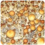 Псилоцибиновые (галлюциногенные)  грибы Psilocybin "Golden Teacher" в Лениногорске