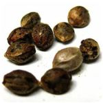 Семена марихуаны АК-47  (Seeds AK-47) в Лениногорске